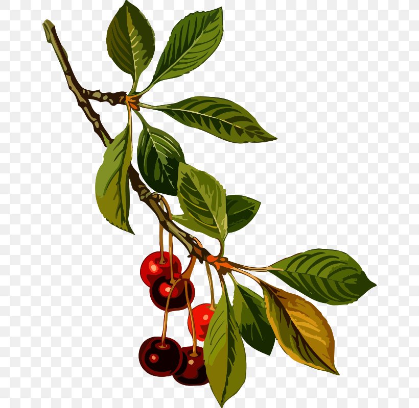 Köhler's Medicinal Plants Sour Cherry Cherries Cherry Pie Sweet Cherry, PNG, 654x800px, Sour Cherry, Berries, Berry, Botany, Branch Download Free