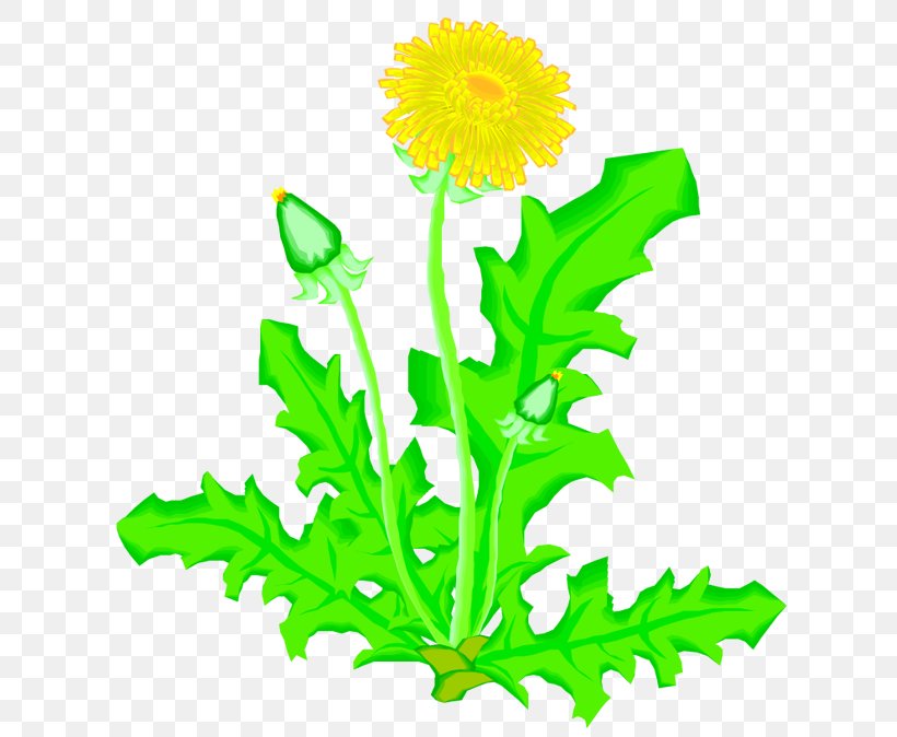 Dandelion Drawing Plant Flower Presentation, PNG, 618x674px, Dandelion, Blossom, Child, Chrysanths, Cut Flowers Download Free