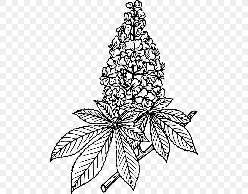 European Horse-chestnut Clip Art Image Sweet Chestnut, PNG, 492x640px, European Horsechestnut, Aescin, Aesculus, Black And White, Branch Download Free