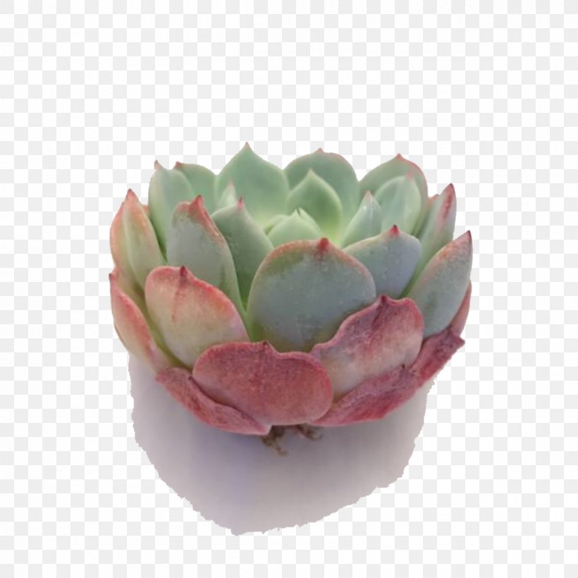 Ghost-plant Succulent Plant Molded Wax Agave Cactus Plants, PNG, 1200x1200px, Ghostplant, Agave, Cactus, Echeveria, Flowerpot Download Free