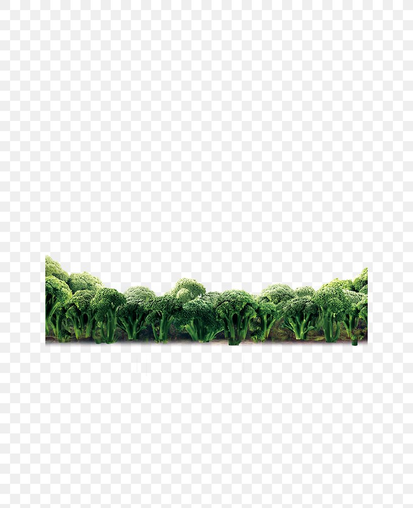 Green Angle Pattern, PNG, 640x1008px, Green, Grass, Rectangle Download Free