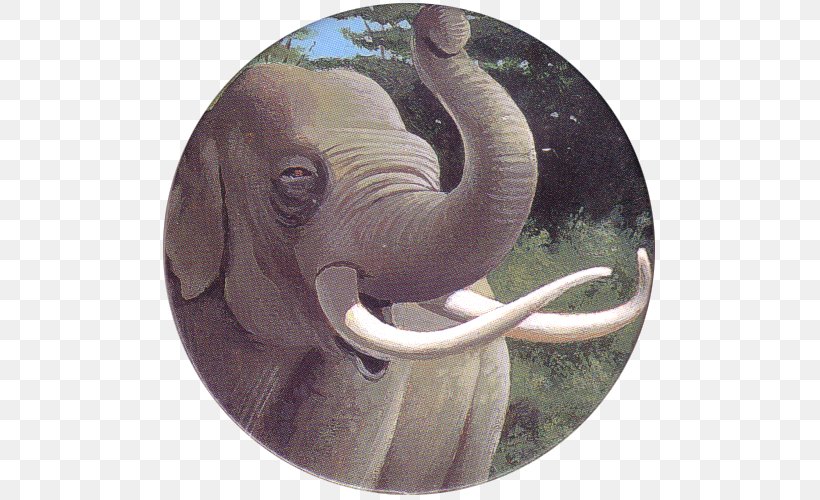 Indian Elephant African Elephant Tusk Wildlife, PNG, 500x500px, Indian Elephant, African Elephant, Animal, Elephant, Elephantidae Download Free