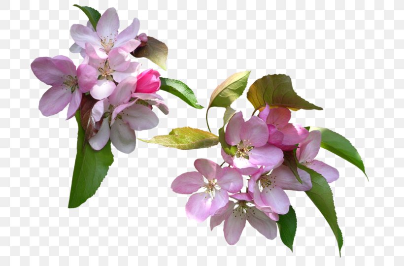 Flower Spring Garden Roses Clip Art, PNG, 699x540px, Flower, Blog, Blossom, Branch, Daytime Download Free