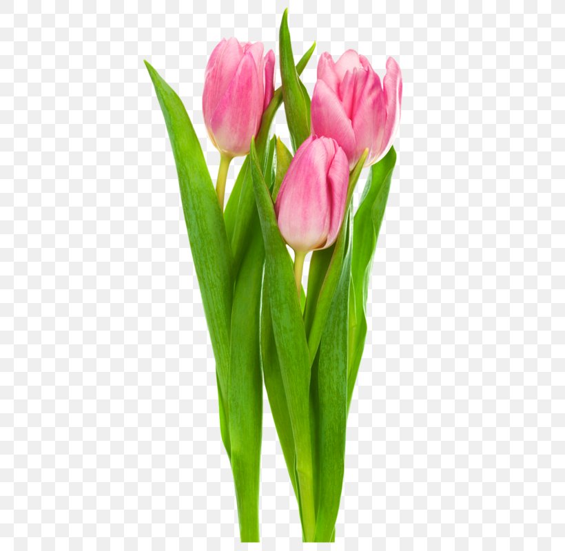 Indira Gandhi Memorial Tulip Garden Flower Clip Art, PNG, 533x800px, Indira Gandhi Memorial Tulip Garden, Bud, Cut Flowers, Floristry, Flower Download Free
