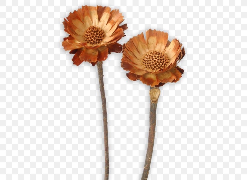 Sugarbushes Transvaal Daisy Protea Repens Protea Compacta Cut Flowers, PNG, 600x600px, Sugarbushes, Artificial Flower, Cut Flowers, Daisy Family, Flower Download Free