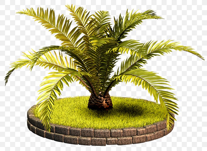 Babassu Arecaceae Tree Clip Art, PNG, 800x596px, Babassu, Arecaceae, Arecales, Attalea Speciosa, Coconut Download Free