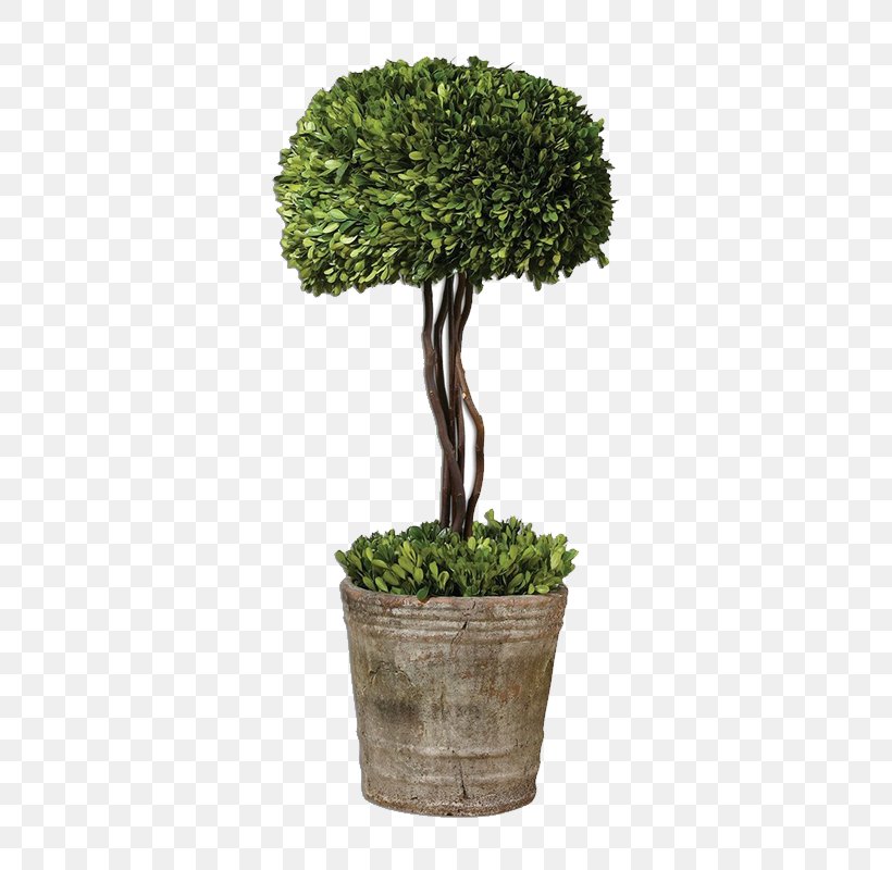 Box Tree Topiary Hedge Evergreen, PNG, 800x800px, Box, Artificial Christmas Tree, Bonsai, Evergreen, Flowerpot Download Free