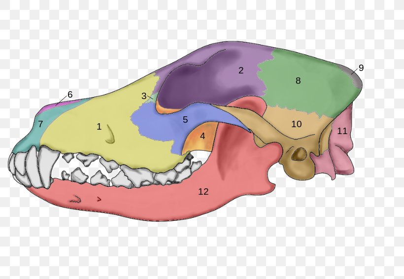Dog Anatomy Skull Skeleton, PNG, 800x566px, Dog, Anatomy, Animal, Bone, Brain Download Free