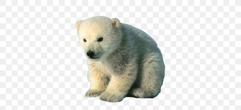 Polar Bear Arctic Fox Reindeer, PNG, 500x375px, Polar Bear, American Black Bear, Animal, Arctic, Arctic Fox Download Free