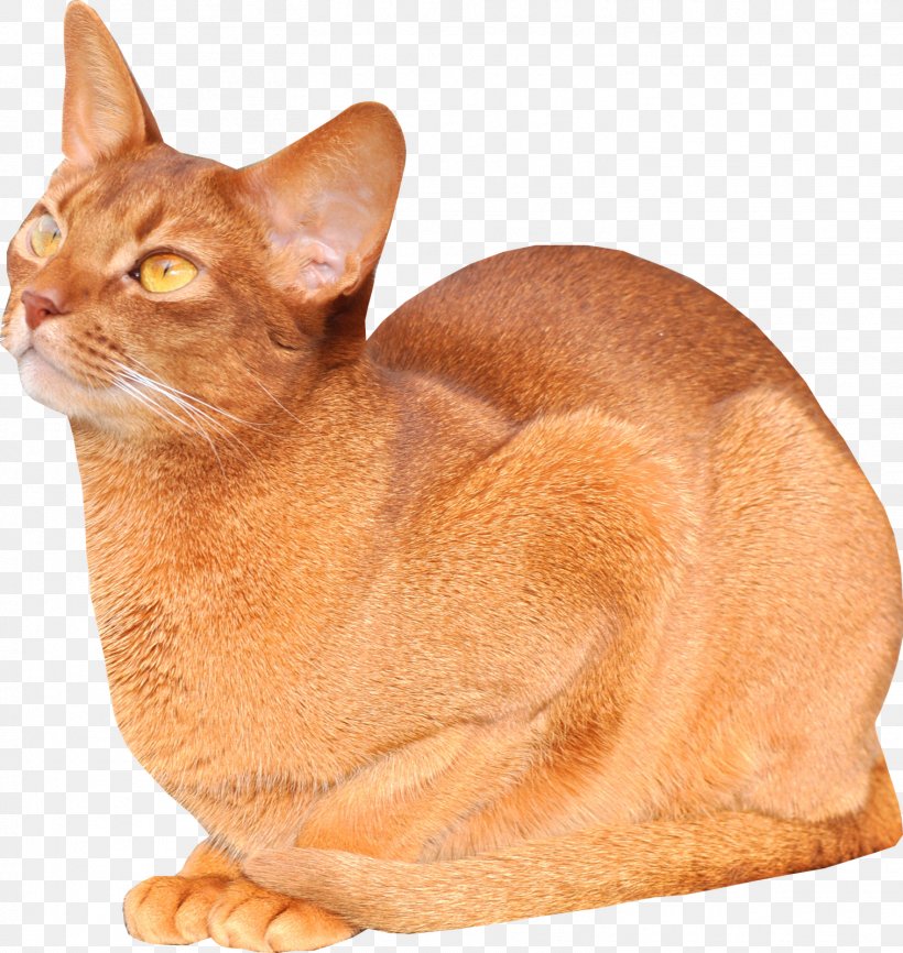 Abyssinian Burmese Cat Kitten Freebies For Cat Lovers Mouse, PNG, 1514x1600px, Abyssinian, Animal, Asian, Burmese, Burmese Cat Download Free