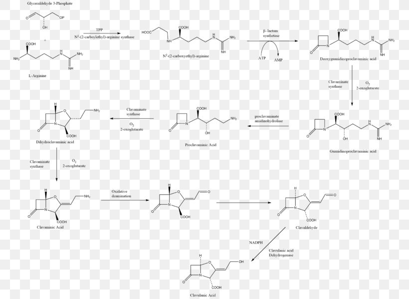 Amoxicillin / Clavulanic Acid Biosynthesis Antibiotics Chemical Synthesis, PNG, 769x599px, Clavulanic Acid, Acid, Amoxicillin, Amoxicillin Clavulanic Acid, Antibiotics Download Free