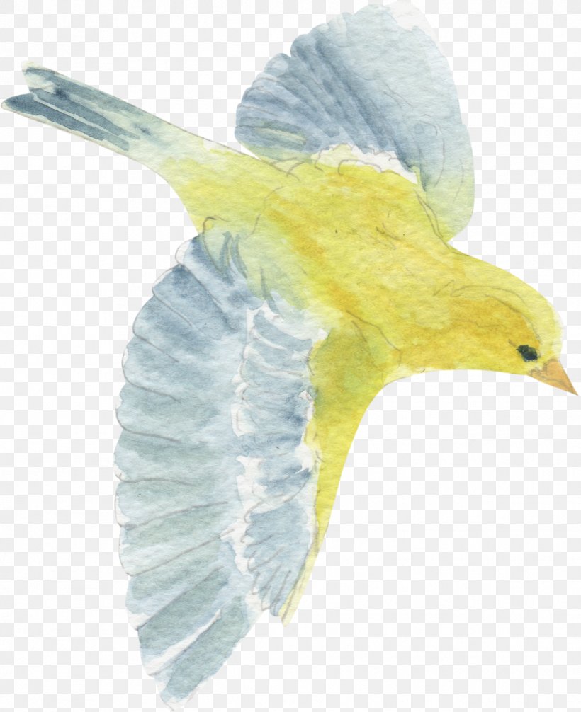 Bird Yellow Beak Clip Art, PNG, 1318x1618px, Bird, Animal, Beak, Blue, Color Download Free
