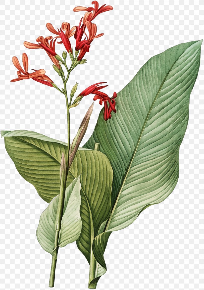 Botany Botanical Illustration Art Printmaking, PNG, 2320x3300px, Botany, Arrowroot Family, Art, Botanical Illustration, Canna Download Free