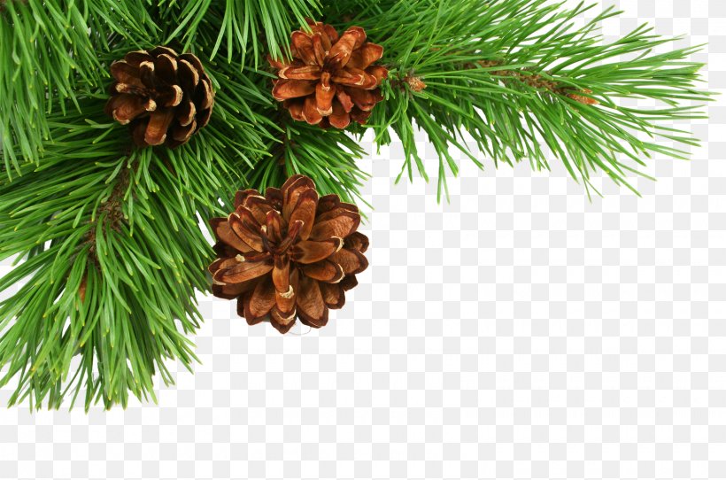 Christmas Tree Pine Conifer Cone, PNG, 1600x1059px, Christmas, Branch, Candle, Cedar, Cedar Wood Download Free
