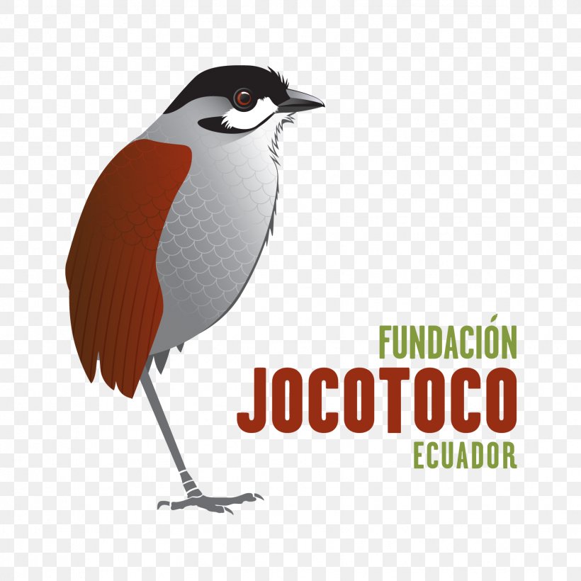 Fundación De Conservación Jocotoco Loja Jocotoco Antpitta Conservation Quito, PNG, 1739x1739px, Loja, Advertising, Beak, Biological Organisation, Biology Download Free