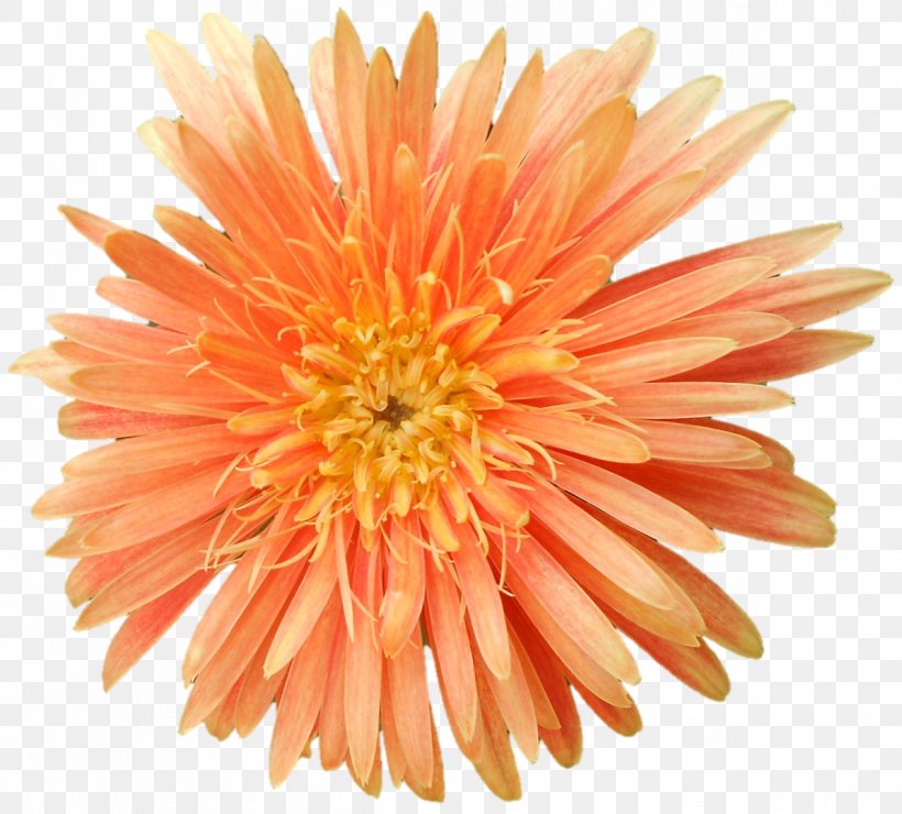 Garden Flowers, PNG, 1194x1078px, Chrysanthemum, Annual Plant, Artificial Flower, Asterales, Barberton Daisy Download Free