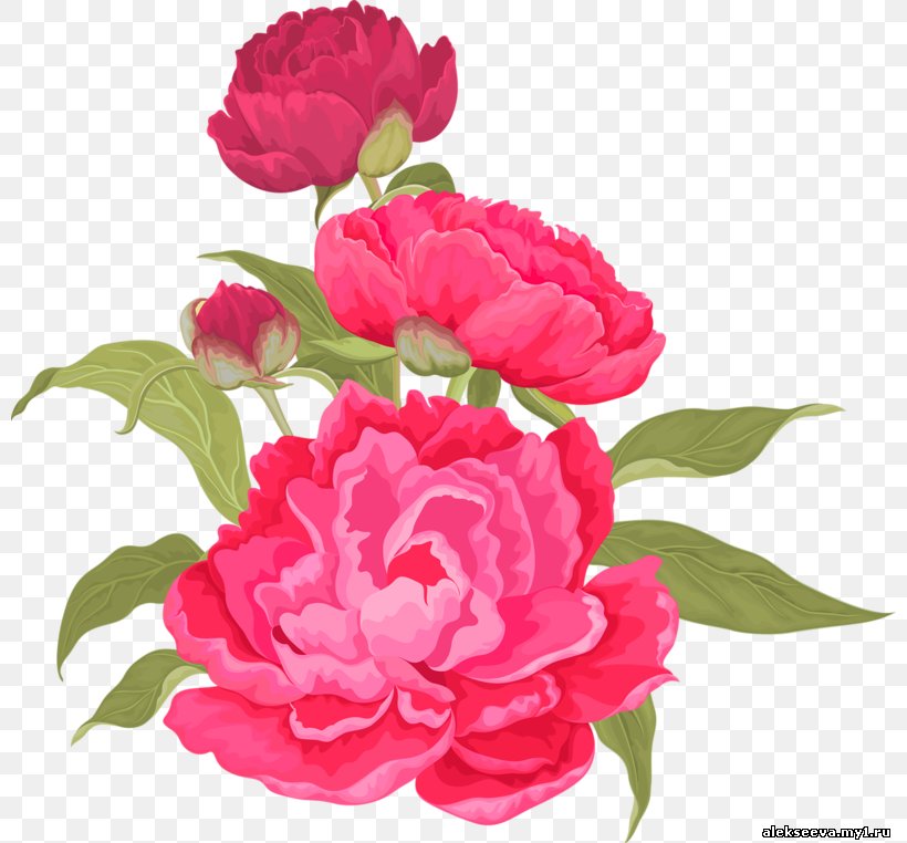 Moutan Peony Chinese Peony Download Flower Rose, PNG, 800x762px, Moutan Peony, Annual Plant, Bai Mudan, Camellia, Carnation Download Free