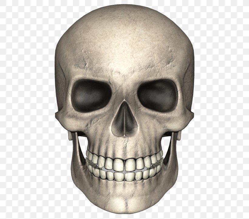 Skull Bone Skeleton Clip Art, PNG, 500x722px, Skull, Bone, Human Skeleton, Human Skull Symbolism, Jaw Download Free