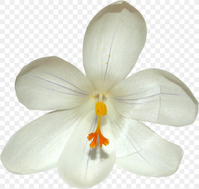 Flower Saffron Crocus Clip Art, PNG, 1200x1145px, Flower, Colchicum Autumnale, Crocus, Flowering Plant, Material Download Free