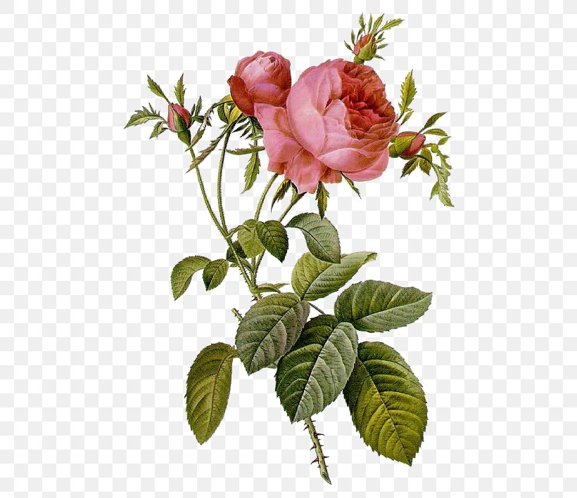 Les Roses Pierre-Joseph Redouté (1759-1840) Illustration Moss Rose, PNG, 491x709px, Les Roses, Art, Artist, Botanical Illustration, Branch Download Free