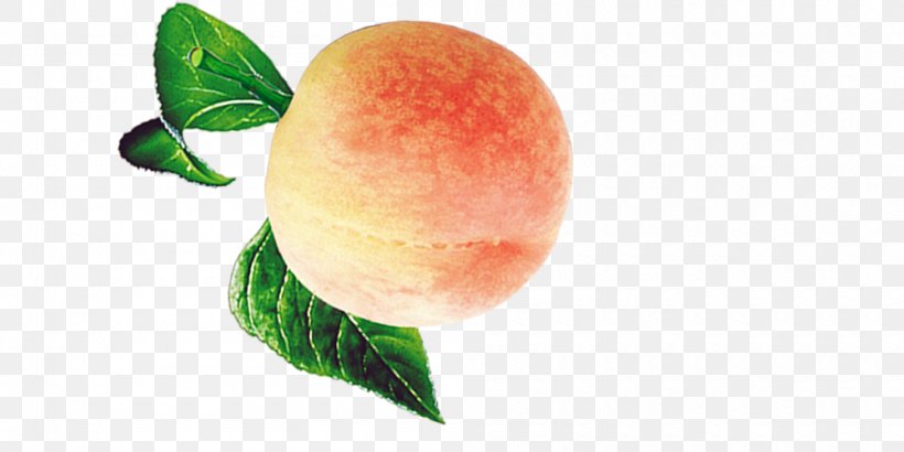 Peach Google Images Euclidean Vector Vecteur, PNG, 1000x500px, Peach, Co Cou90fdu53ef, Food, Fruit, Google Images Download Free