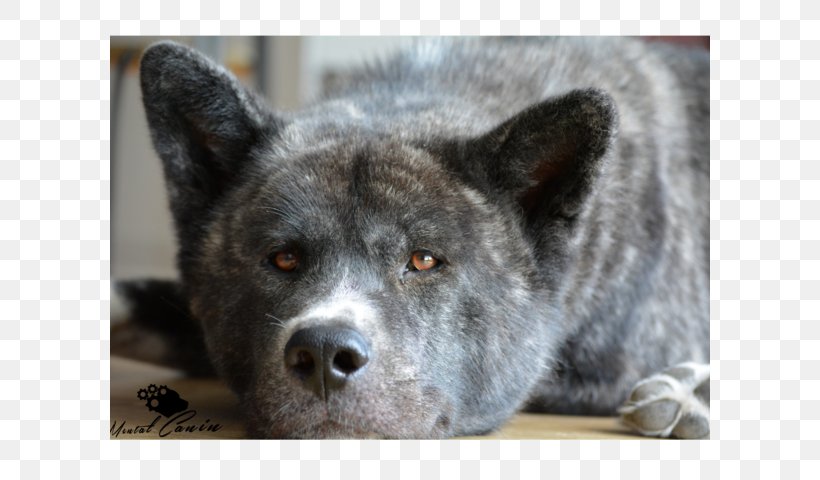Saarloos Wolfdog Akita Kai Ken Norwegian Elkhound Shikoku, PNG, 600x480px, Saarloos Wolfdog, Akita, Akita Inu, Breed, Carnivoran Download Free