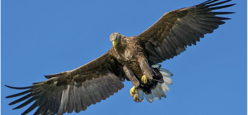 Bird White-tailed Eagle Bald Eagle Golden Eagle, PNG, 1500x700px, Bird, Accipitriformes, Bald Eagle, Beak, Bird Of Prey Download Free