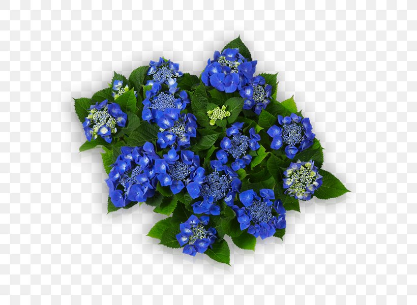 Cut Flowers Blue French Hydrangea Floral Design, PNG, 600x600px, Cut Flowers, Annual Plant, Baby Blue, Blue, Borage Family Download Free