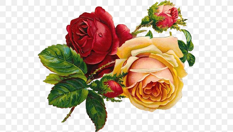Drawing Rose Floral Design Flower Art, PNG, 558x465px, Drawing, Art, Art Museum, Color, Colored Pencil Download Free