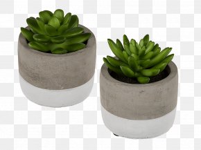 Suculent - Flowerpot Succulent Plant Houseplant Ceramic Echeveria PNG
