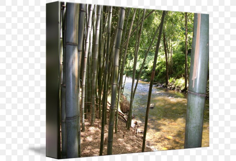 Forest Biome, PNG, 650x560px, Forest, Bamboo, Biome, Tree Download Free