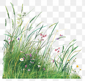 Grass And Flowers - Grass And Wildflowers Illustration PNG