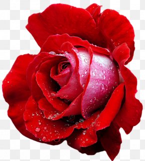 Rose - Hybrid Tea Rose Cut Flowers Rosa De Te PNG