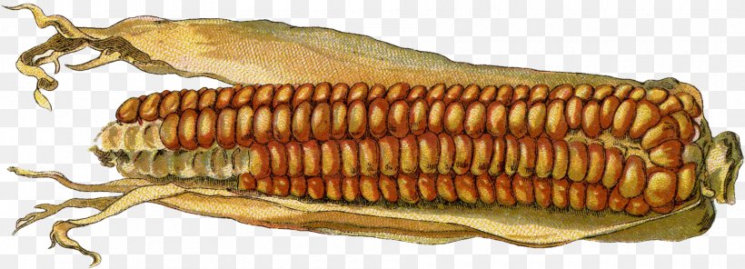 Invertebrate Corn Fish Seed, PNG, 1800x651px, Invertebrate, Animal Source Foods, Corn, Corn On The Cob, Fish Download Free