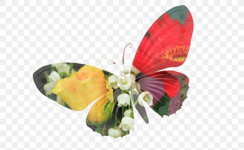 Moth Cut Flowers Petal, PNG, 682x506px, Moth, Arthropod, Butterfly, Cut Flowers, Flower Download Free