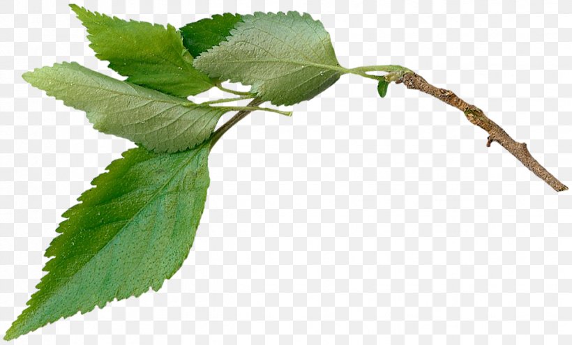 Twig Plant Stem Leaf Herb, PNG, 1239x748px, Twig, Branch, Herb, Leaf, Plant Download Free