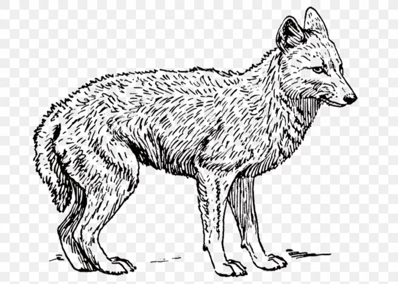 Dog Coyote Black-backed Jackal Clip Art, PNG, 1319x941px, Dog, Artwork, Black And White, Blackbacked Jackal, Carnivoran Download Free