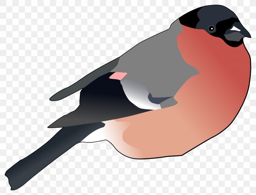Finch Clip Art, PNG, 2400x1834px, Finch, Beak, Bird, Bullfinch, Eurasian Bullfinch Download Free