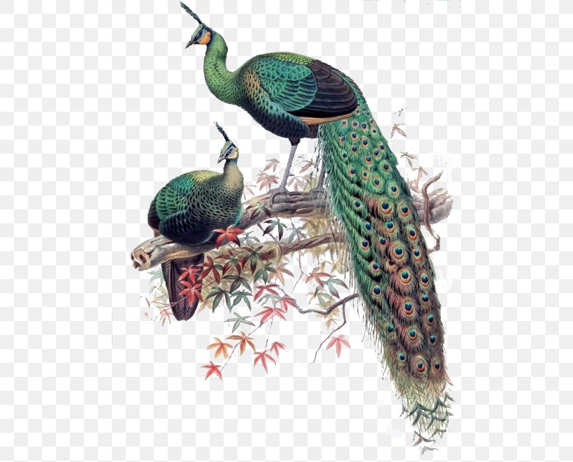 Green Peafowl Bird Asiatic Peafowl Phasianidae, PNG, 500x662px, Green Peafowl, Animal, Asiatic Peafowl, Beak, Bird Download Free
