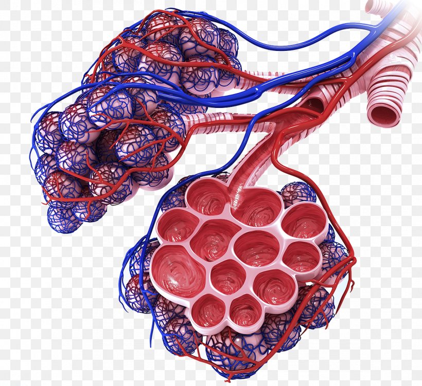 Lung Respiratory System Pulmonary Alveolus Anatomy Bronchiole, PNG