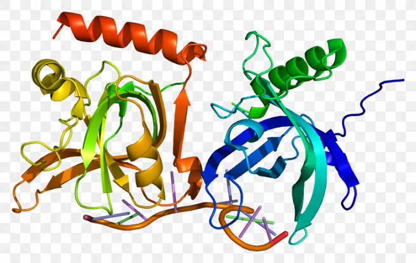 POT1 Telomere Protein Molecular Biology Gene, PNG, 898x569px, Telomere, Artwork, Binding Protein, Body Jewelry, Cyclindependent Kinase 6 Download Free