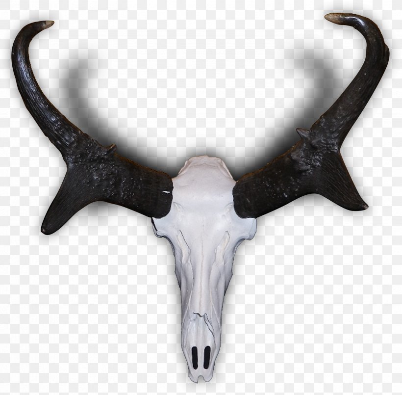 Pronghorn Antelope Elk Antler, PNG, 3319x3262px, Pronghorn, Antelope, Antler, Bone, Calvaria Download Free