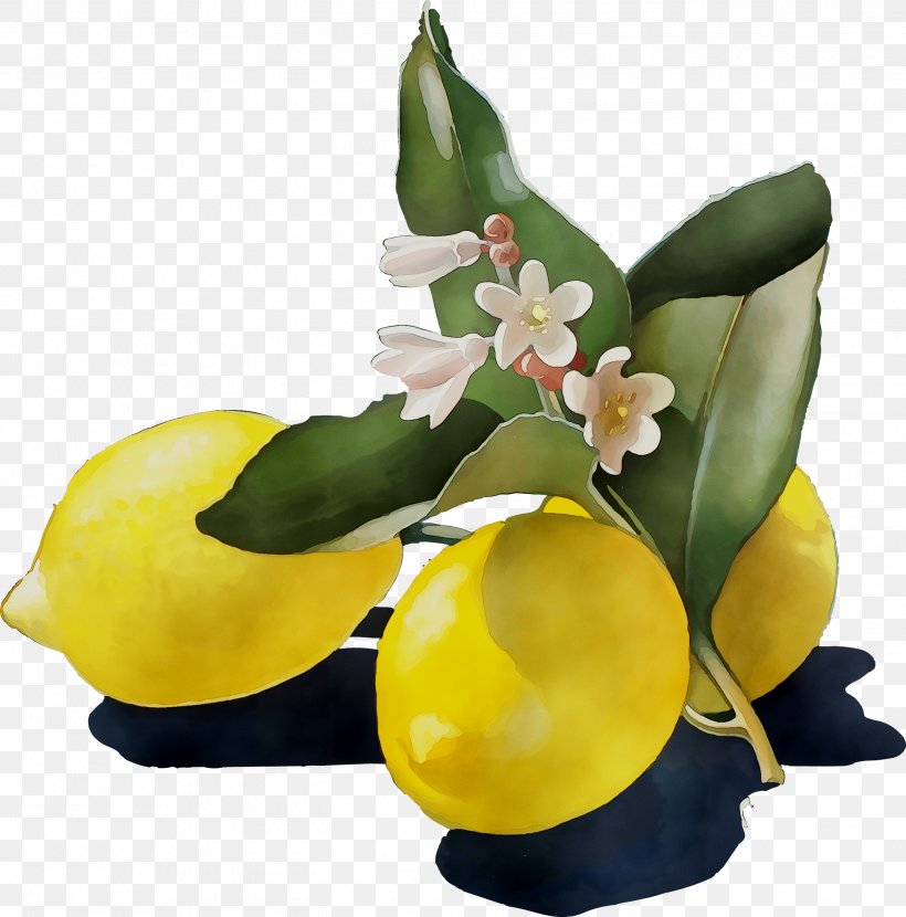 Lemon Yellow Cut Flowers Citrus, PNG, 2842x2879px, Lemon, Anthurium, Artificial Flower, Citrus, Cut Flowers Download Free