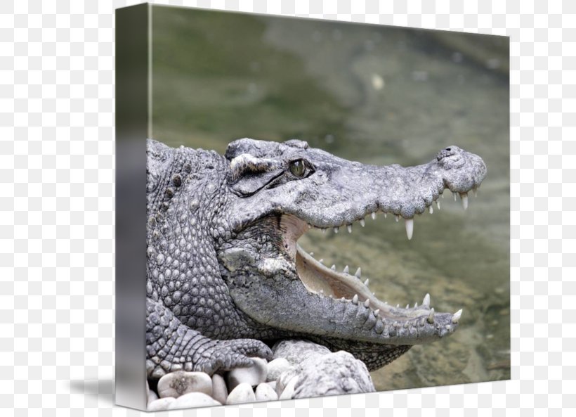 Nile Crocodile American Alligator Terrestrial Animal, PNG, 650x593px, Nile Crocodile, Alligator, American Alligator, Animal, Crocodile Download Free