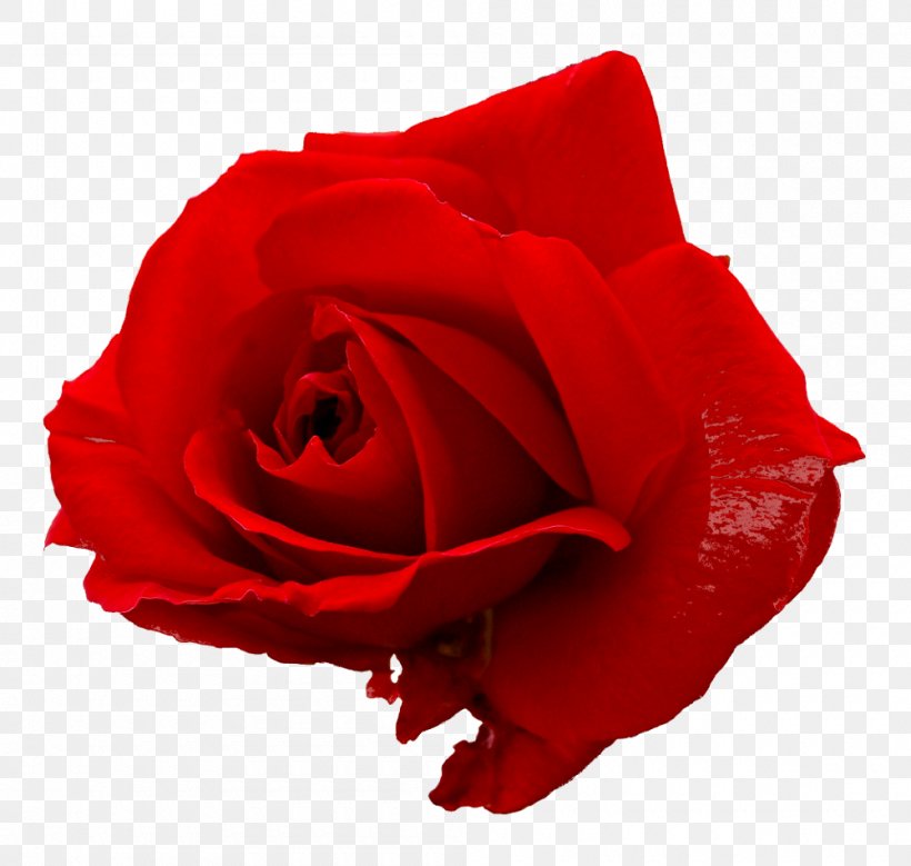 Rose Flower Clip Art, PNG, 1000x950px, Rose, China Rose, Close Up, Cut Flowers, Floribunda Download Free