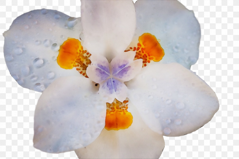 Flower Moth Orchids Petal Spring Orchids, PNG, 1200x800px, Watercolor, Biology, Flower, Moth Orchids, Orchids Download Free