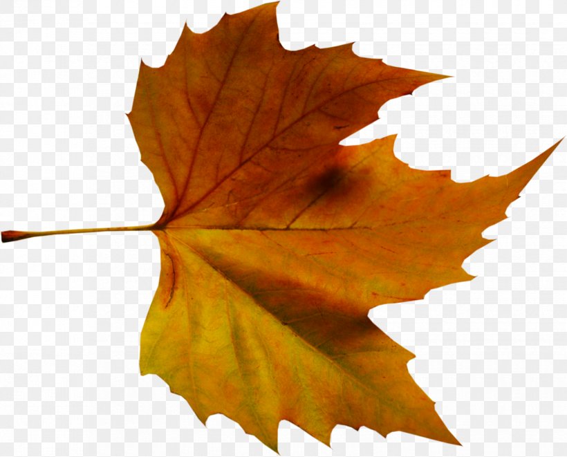 Maple Leaf Paginas Soltas Ao Vento: Poesia E Pensamentos Autumn Leaf Color, PNG, 1650x1331px, Maple Leaf, Autumn, Autumn Leaf Color, Deciduous, Leaf Download Free