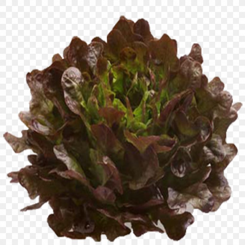 Mesclun Salad Vegetable Leaf Lettuce Food, PNG, 1024x1024px, Mesclun, Butterhead Lettuce, Corn Salad, Food, Herb Download Free