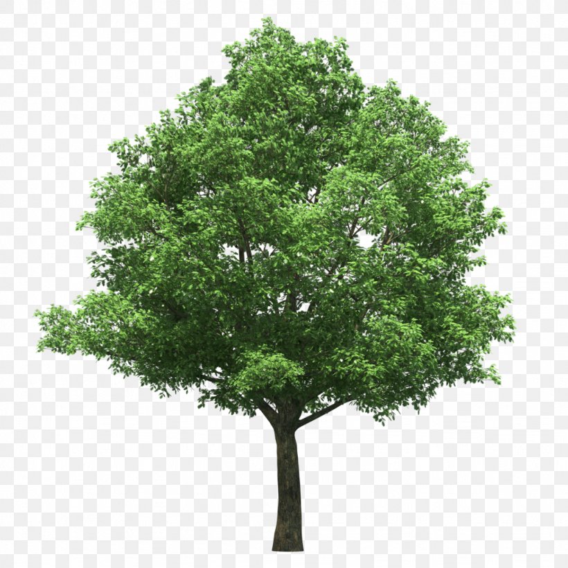Stock Photography Tree Royalty-free Talipariti Elatum, PNG, 1024x1024px, Stock Photography, Branch, Getty Images, Oak, Photography Download Free