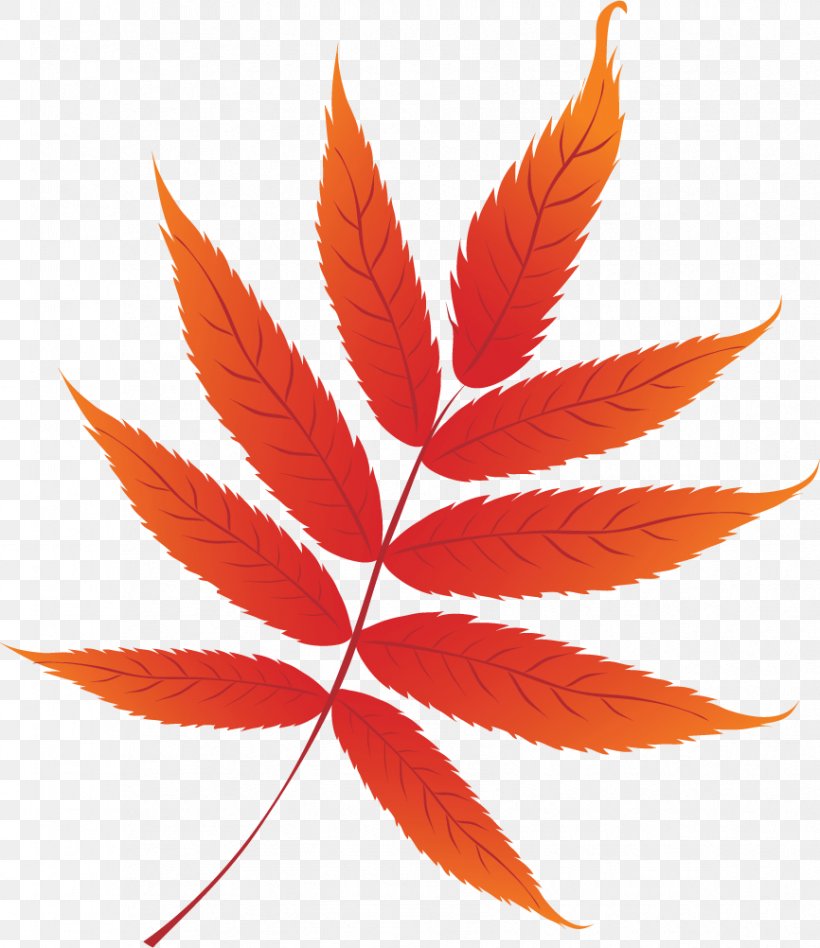 Autumn Leaf Color Clip Art, PNG, 866x1002px, Autumn Leaf Color, Autumn, Color, Graphic Arts, Leaf Download Free